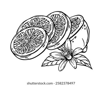 Lemon half sliced on pieces. Graphic composition with citrus fruit, flower and leaves. Hand drawn ink sketch of citron or lime on engraving style. Outline drawing for kitchen textile, menu, tableware