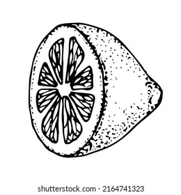 Lemon half vector illustration, hand drawing sketch