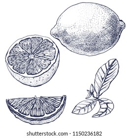 lemon, hand drawing, isolated contour illustration, vector on white background
