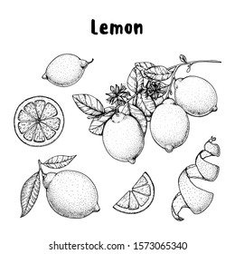 Lemon hand drawn collection, graphic elements. Vector illustration. Lemon sketch for menu design, brochure illustration. Black and white design. Citrus lemon pattern illustration. Can used for package