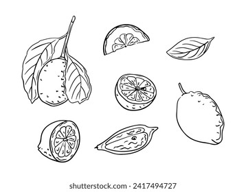 Lemon hand drawn doodle set of whole and pieces. Sketchy black outline full fruit and slices on white background. Ideal for coloring pages, tattoo, pattern