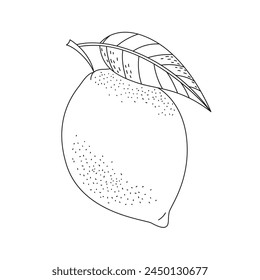 Lemon hand drawn doodle sketch. Coloring page with a citrus fruit. Line art vector illustration on a white background