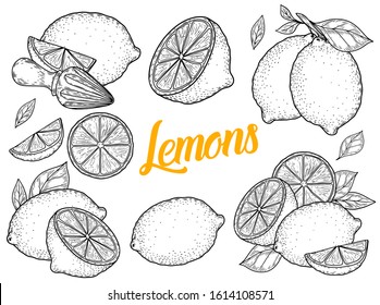 Lemon hand drawn engraving sketch illustration set. Lemon etch collection isolated on white background. Lemon vector fruit vegan cuisine ingredient.