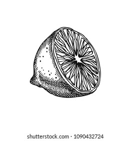 Lemon. Hand drawn fruit isolated on white. Can be used for vegan products, brochures, banner, restaurant menu, farmers market and organic food store