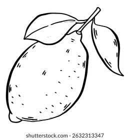 lemon Hand drawn fruit. Vintage lime orange or lemon fruits blossom and branches for juice label. Vector black ink outline food sketch illustrations with juicy fruit for health fresh drinks.