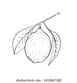 Lemon hand drawn illustration. Fruit ink pen outline sketch. Black and white clipart. Realistic citrus plant with leaves freehand drawing. Isolated monochrome floral design element