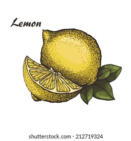 Lemon, hand drawn lemon with leaves
