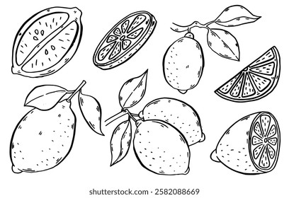 Lemon hand drawn set. Sketch citrus fruits collection. Ink engraved drawing. Vector illustration
