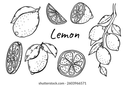 lemon Hand drawn set. Vintage lime orange or lemon fruits blossom and branches for juice label. Vector black ink outline food sketch illustrations with juicy piece and peel fruit for health fresh drin