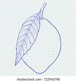 Lemon. Hand drawn sketch on lined paper background. Vector illustration