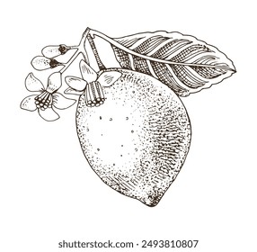 Lemon hand drawn vector branch