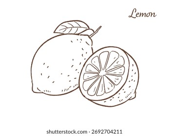 Lemon hand drawn vector illustration