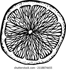 Lemon hand drawn vector illustrations set. Sketch citrus fruits. Botanical design elements.