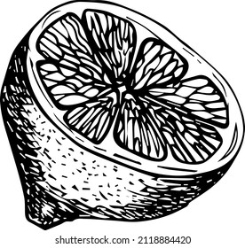 Lemon hand drawn vector illustrations set. Sketch citrus fruits. Botanical design elements.