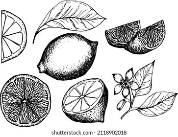 Lemon hand drawn vector illustrations set. Sketch citrus fruits. Botanical design elements.