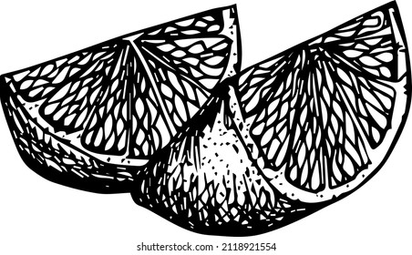 Lemon hand drawn vector illustrations set. Sketch citrus fruits. Botanical design elements.