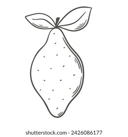 Lemon hand engraving isolated vector illustration. Sketch of tropical citrus fruit. Organic healthy food black line on white background