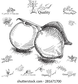 Lemon. Hand-drawing,  illustration for printing, banner, website. Black and white ink drawing