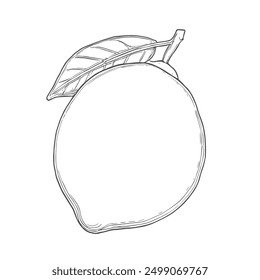 Limón, Vector dibujado a mano, estilo gráfico, ilustración de la historieta, blanco y negro, estilo del bosquejo, aislado en el fondo blanco