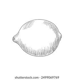 Limón, Vector dibujado a mano, estilo gráfico, ilustración de la historieta, blanco y negro, estilo del bosquejo, aislado en el fondo blanco