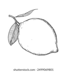 Lemon, Hand-Drawn Vector, Graphic Style, Cartoon Illustration, Black and White, Sketch Style, Isolated on White Background