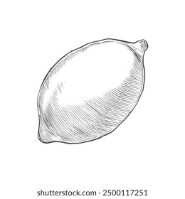 Lemon, Hand-Drawn Vector, Graphic Style, Cartoon Illustration, Black and White, Sketch Style, Isolated on White Background