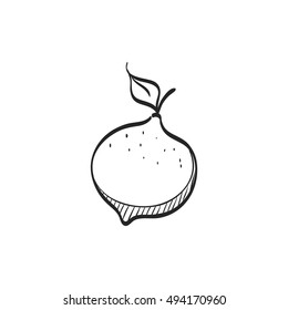 Lemon icon in doodle sketch lines. Food fruit vitamin healthy diet citrus ingredient