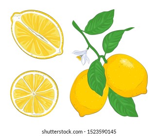 Lemon icon, lemon slice. Fresh lemon fruit. Whole lemon, half fresh citrus fruit. Vector illustrations.