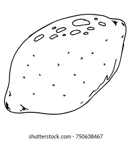 Lemon icon. Vector illustration lemon. Hand drawn lemon.