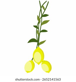 Lemon illustration, Lemon fruit with stem and leaves, lemon flat design
