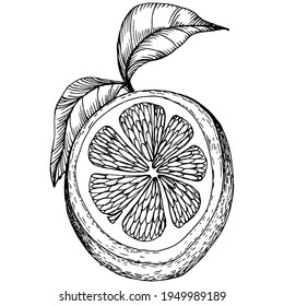 lemon isolated on white background.  Organic essential oil engraved style sketch. Beauty and spa, cosmetic ingredient. Great for label, poster, flyer, packaging