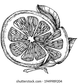 lemon isolated on white background.  Organic essential oil engraved style sketch. Beauty and spa, cosmetic ingredient. Great for label, poster, flyer, packaging