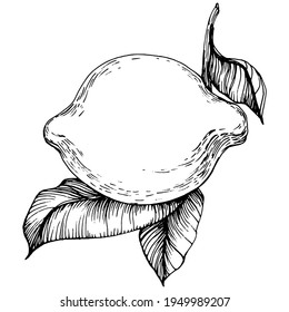 limón aislado sobre fondo blanco.  Esbozo de estilo de aceite esencial orgánico grabado. Belleza y spa, ingrediente cosmético. Ideal para etiquetas, afiches, volantes, embalaje