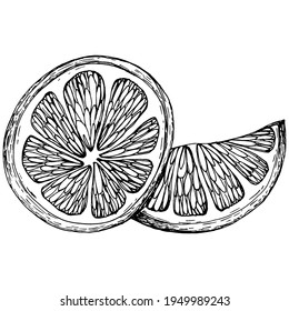 lemon isolated on white background.  Organic essential oil engraved style sketch. Beauty and spa, cosmetic ingredient. Great for label, poster, flyer, packaging