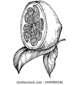 lemon isolated on white background.  Organic essential oil engraved style sketch. Beauty and spa, cosmetic ingredient. Great for label, poster, flyer, packaging