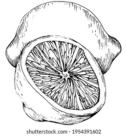 lemon isolated on white background. Organic essential oil engraved style sketch. Beauty and spa, cosmetic ingredient. Great for label, poster, flyer, packaging