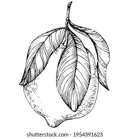 lemon isolated on white background. Organic essential oil engraved style sketch. Beauty and spa, cosmetic ingredient. Great for label, poster, flyer, packaging