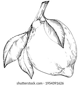 lemon isolated on white background. Organic essential oil engraved style sketch. Beauty and spa, cosmetic ingredient. Great for label, poster, flyer, packaging