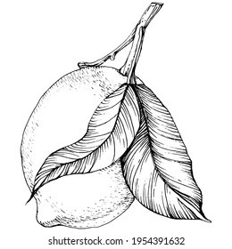limón aislado sobre fondo blanco. Esbozo de estilo de aceite esencial orgánico grabado. Belleza y spa, ingrediente cosmético. Ideal para etiquetas, afiches, volantes, embalaje
