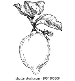 lemon isolated on white background.  Organic essential oil engraved style sketch. Beauty and spa, cosmetic ingredient. Great for label, poster, flyer, packaging