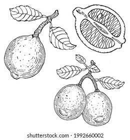lemon isolated on white background.  Organic essential oil engraved style sketch. Beauty and spa, cosmetic ingredient. Great for label, poster, flyer, packaging