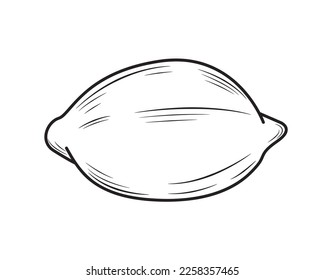 Lemon isolated on white background. Vector illustration.