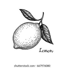 Lemon. Isolated on white background. Hand drawn vector illustration. Retro style.