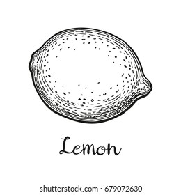 Lemon. Isolated on white background. Hand drawn vector illustration. Retro style.