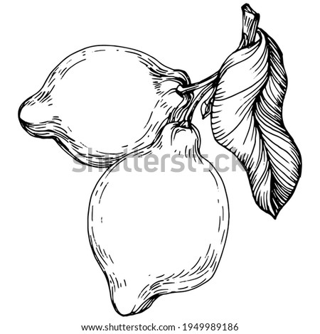 lemon isolated on white background.  Organic essential oil engraved style sketch. Beauty and spa, cosmetic ingredient. Great for label, poster, flyer, packaging