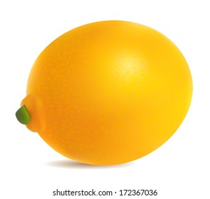 Lemon isolated on white vector