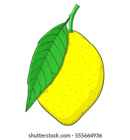 Lemon with leaf. Colored hand drawn sketch. Vector illustration isolated on white background