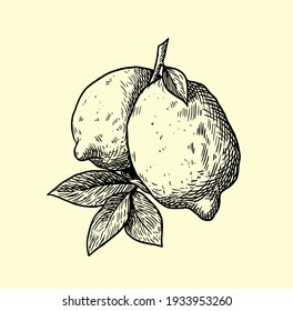 lemon and leaf engraving on white background vector citrus vitamin tea drawing fruit