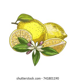 Lemon with leaf, half of the fruit, flower. Full color realistic sketch vector illustration. Hand drawn painted illustration.