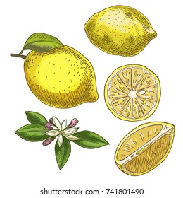 Lemon with leaf, half of the fruit, flower. Full color realistic sketch vector illustration. Hand drawn painted illustration.